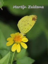 [Eurema]